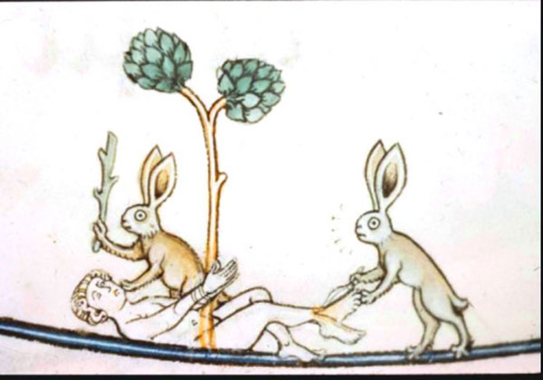 rabbit-4