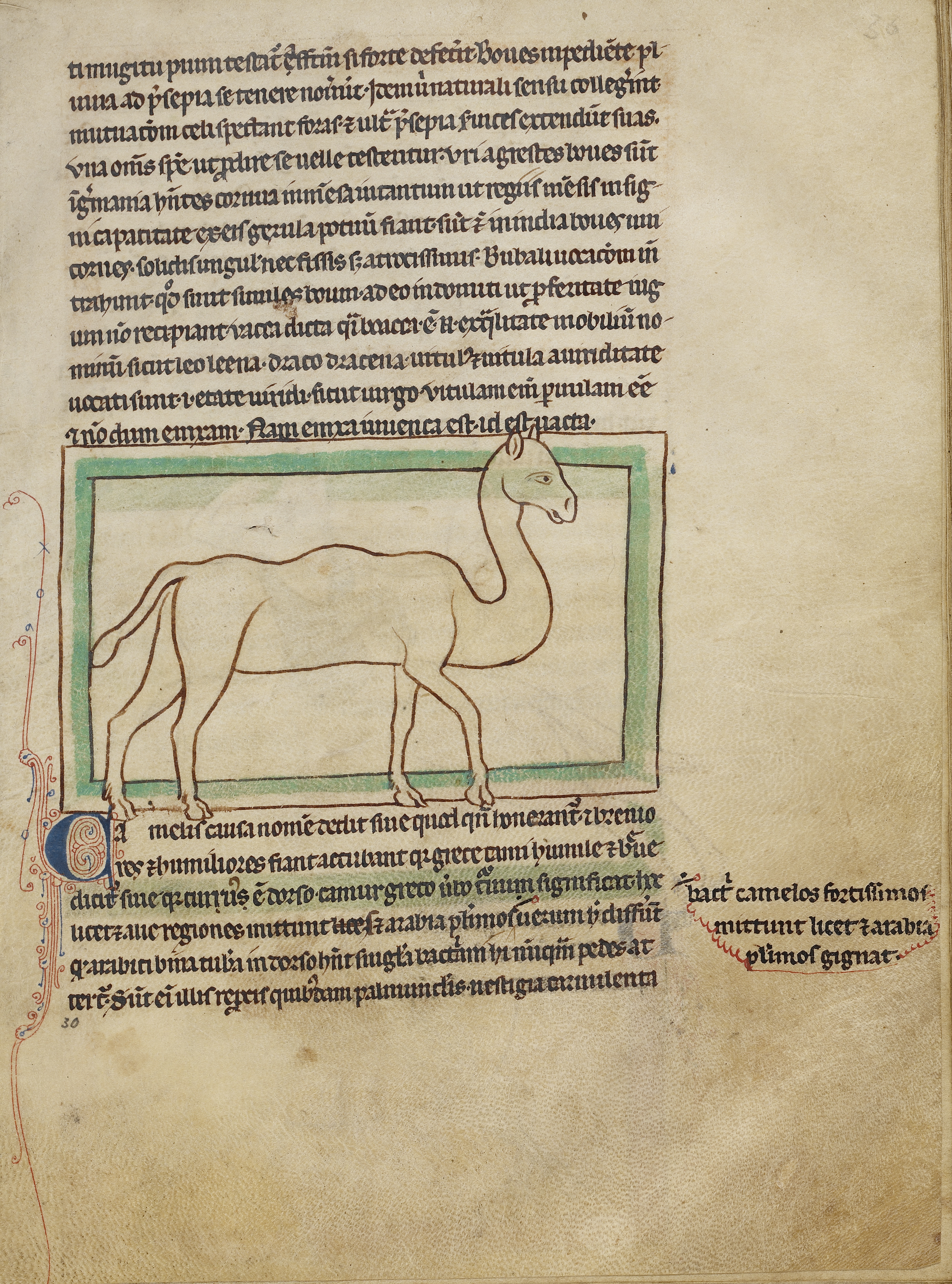 Camel
