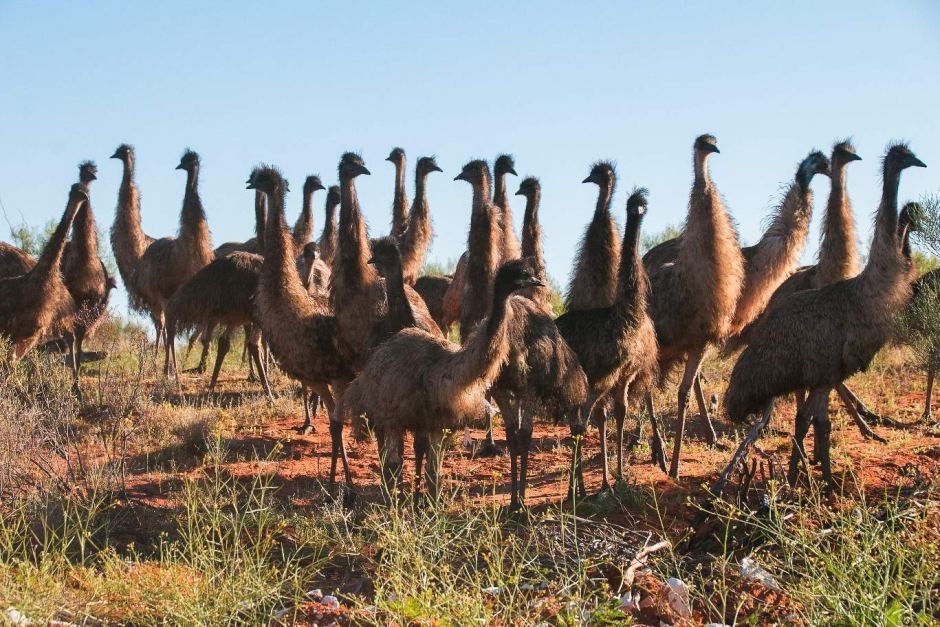 A Brief Moment of History: When Australia Lost A War Against Emus