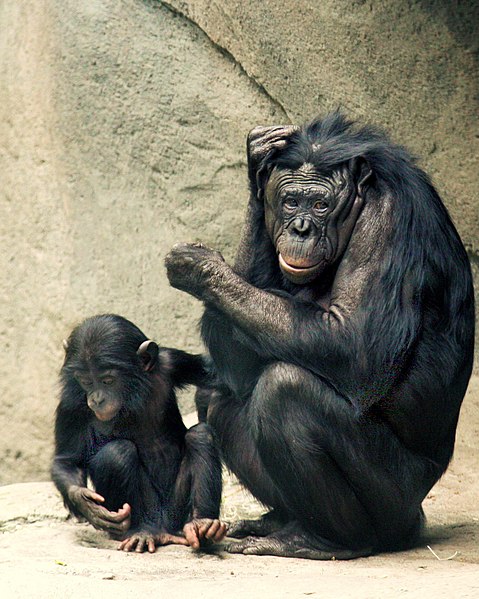 479px-Bonobos_Lana_&_Kesi_2006_CALVIN_IMG_1301